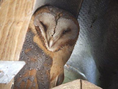 Kerkuil / Barn Owl