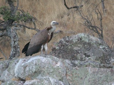 Vale Gier / Griffon Vulture