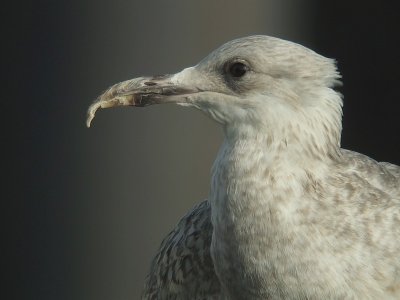 Zilvermeeuw / Herring Gull