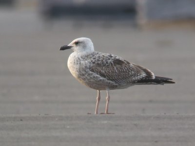 Geelpootmeeuw / Yellow-legged Gull