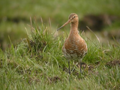 Grutto / Black-tailed Godwit