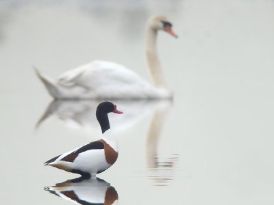 Bergeend / Common Shelduck