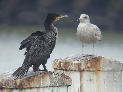 Aalscholver / Cormorant