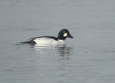 Brilduiker / Common Goldeneye