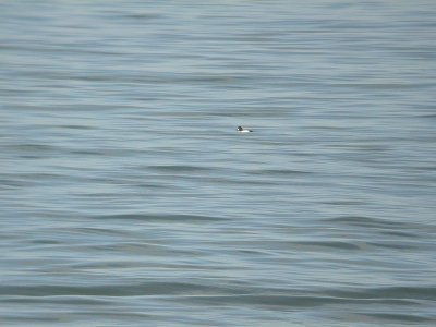 Brilduiker / Common Goldeneye
