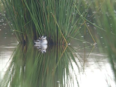 Grauwe Franjepoot / Red-necked Phalarope