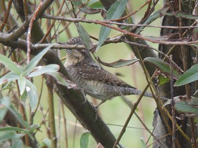 Draaihals / Wryneck