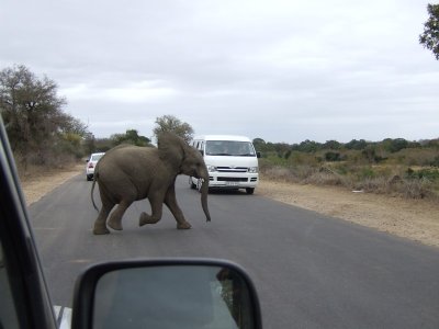 Little elephant