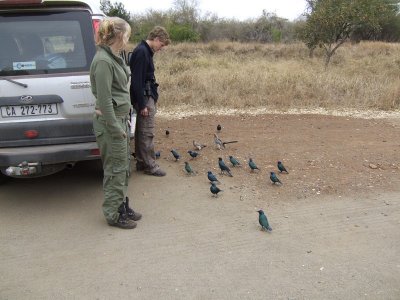Birds