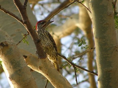 Birds in South-Africa