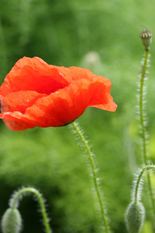 Poppy