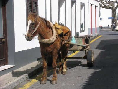 Tired old guy, Agua de Pau, Azores