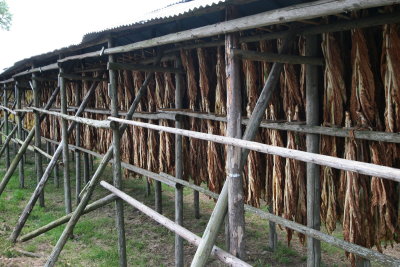 Tobacco shed,  Azores