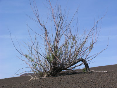 Growing weed in volcanic ash on Faial, Azores