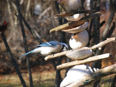 Bluejay feeding