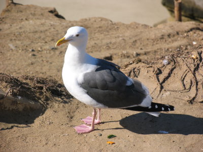 A fine Herring gull