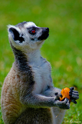 Lemur cata