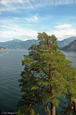 Pastoral view (Lake Como, Italy)