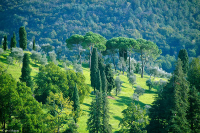 Kingdom of the Trees (Lake Como, Italy)