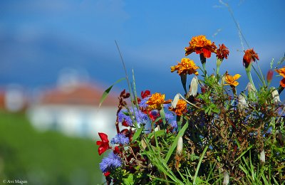 Countryside (Lake Como, Italy)