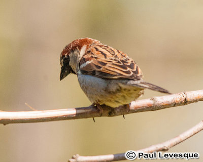 Chippimg Sparrow - Bruant familier
