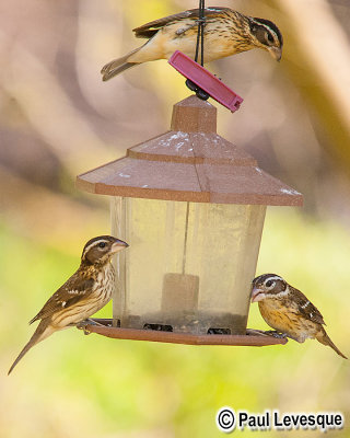 Rose-breasted Grosbeak - Cardinal  poitrine rose