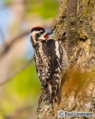 Red-naped Sapsucker - Pic  nuque rouge