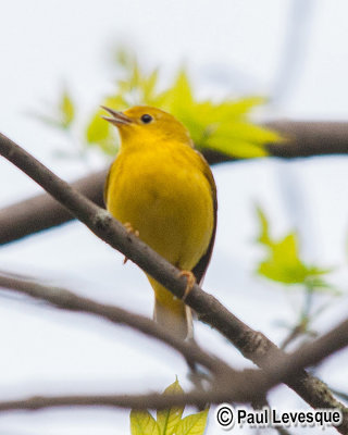 Yellow Warbler - Paruline jaune