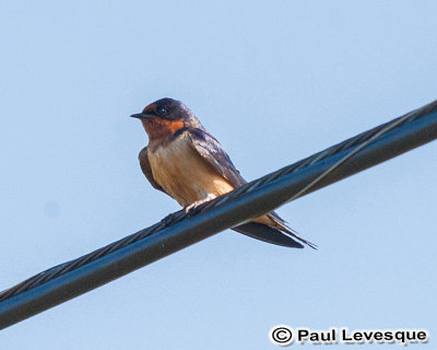 Barn Swallow - Hirondelle rustique *