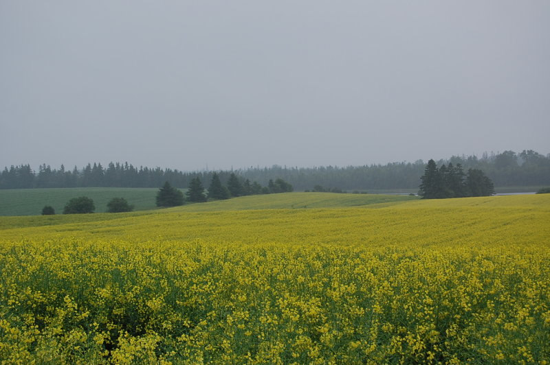 Prince Edward Island Field