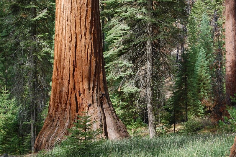 Mariposa Grove, Yosemite Park