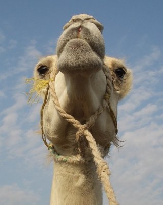 Wierd View of Camel in UAE