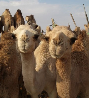Baby Camels.jpg
