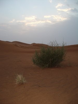 Lonely Bushes.jpg