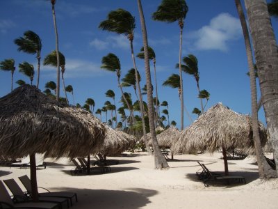 Windblown Trees.JPG