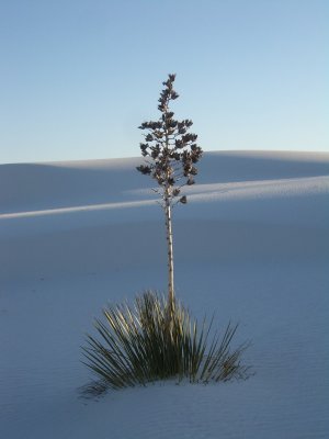 White Sands NM - Early Morning