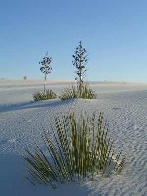 Grass and Yucca in New Mexico