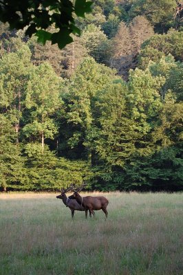 Elk in Cataloochee Meadow.jpg