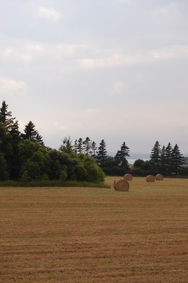 Hay Field in PEI.jpg
