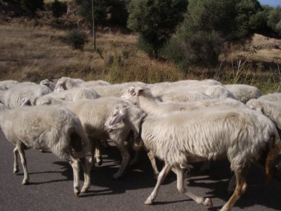 Obligatory Sheep Crossing Photo.JPG