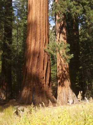 Sequoia in the Sun.JPG
