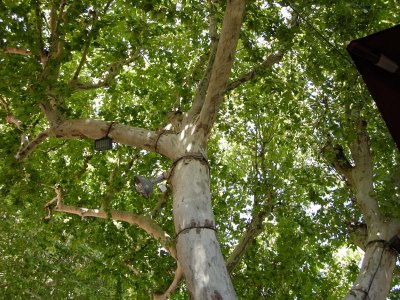 Wondrous plane-trees