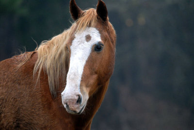 Horseplay.jpg