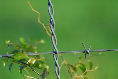 Barbwire and Weeds