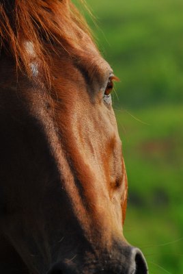 DSC_4546.JPG
