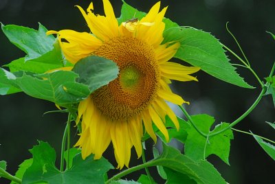 The Different Faces Of A Sunflower