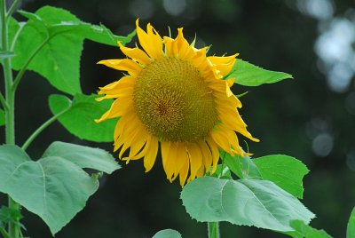 The Different Faces Of A Sunflower