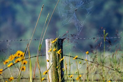 Weeds Butterflies and Spider Webs