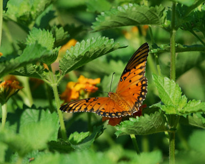 Weeds Butterflies and Spider Webs