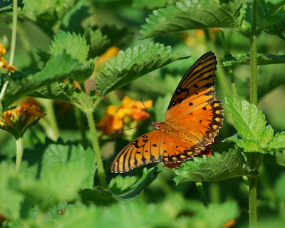 Weeds Butterflies and Spider Webs